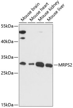 MRPS2 Polyclonal Antibody (E-AB-64970)