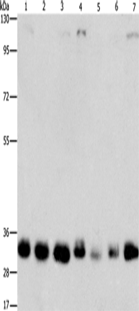 MPG Polyclonal Antibody (E-AB-14767)