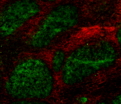 Alexa Fluor® 594 anti-mouse IgG2a Antibody (407119)
