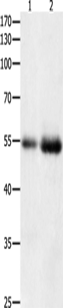 HDAC1 Polyclonal Antibody (E-AB-12500)