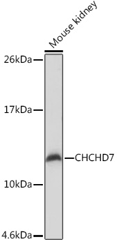 CHCHD7 Polyclonal Antibody (E-AB-92070)