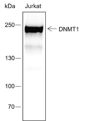 Recombinant DNMT1 Monoclonal Antibody (AN301728L)