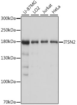 ITSN2 Polyclonal Antibody (E-AB-66841)