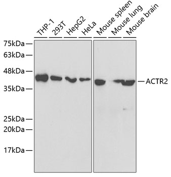 ACTR2 Polyclonal Antibody (E-AB-61091)