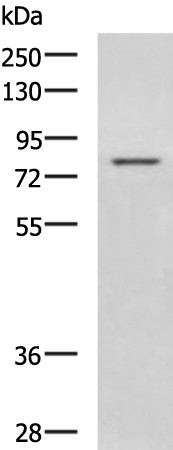 DHX58 Polyclonal Antibody (E-AB-19088)