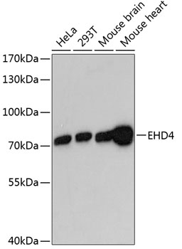 EHD4 Polyclonal Antibody (E-AB-64820)