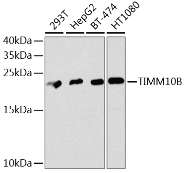 TIMM10B Polyclonal Antibody (E-AB-62414)