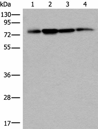 PHF21A Polyclonal Antibody (E-AB-18538)