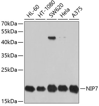 NIP7 Polyclonal Antibody (E-AB-63802)
