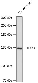 TDRD1 Polyclonal Antibody (E-AB-64357)