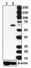 Purified anti-T-bet Antibody (644801)