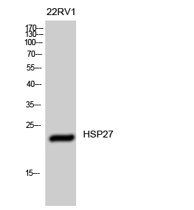 HSP27 Polyclonal Antibody (E-AB-31748)