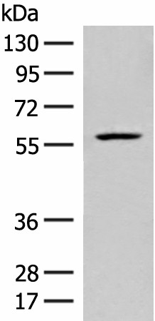 FKTN Polyclonal Antibody (E-AB-19886)