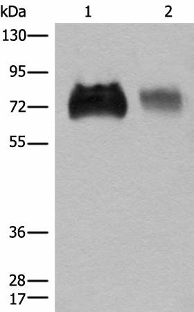 SLC3A2 Polyclonal Antibody (E-AB-18594)