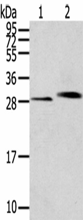 CLIC4 Polyclonal Antibody (E-AB-53312)