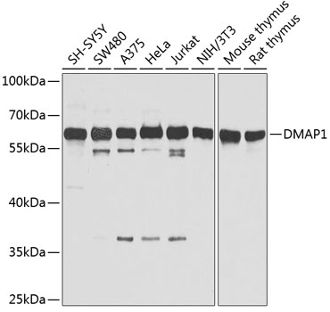 DMAP1 Polyclonal Antibody (E-AB-62489)