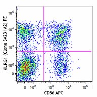 PE anti-human KLRG1 (MAFA) Antibody (367711)