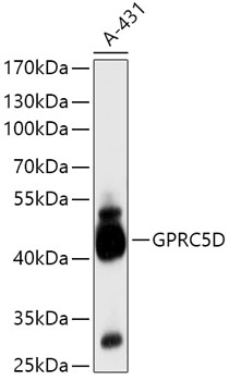 GPRC5D Polyclonal Antibody (E-AB-93214)