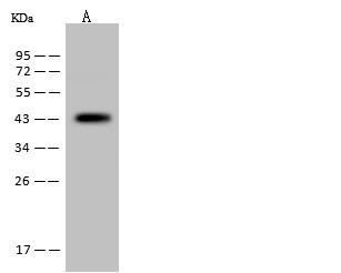 Recombinant MEK1/MAP2K1 Monoclonal Antibody (AN300507P)