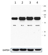 Purified anti-Syntrophin Antibody (845102)