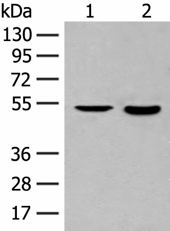 IL7R Polyclonal Antibody (E-AB-19817)