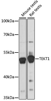 TEKT1 Polyclonal Antibody (E-AB-91078)