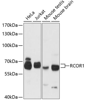 RCOR1 Polyclonal Antibody (E-AB-64348)