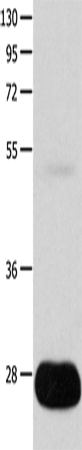 POMC Polyclonal Antibody (E-AB-15785)