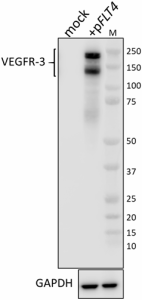 Purified anti-mouse VEGFR-3 (FLT-4) Antibody (140901)
