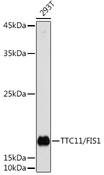 TTC11 / FIS1 Polyclonal Antibody (E-AB-61132)