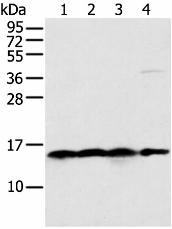 MRPS18C Polyclonal Antibody (E-AB-52272)
