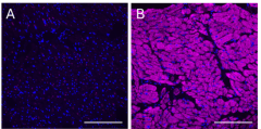 Purified anti-Desmin Antibody (672851)