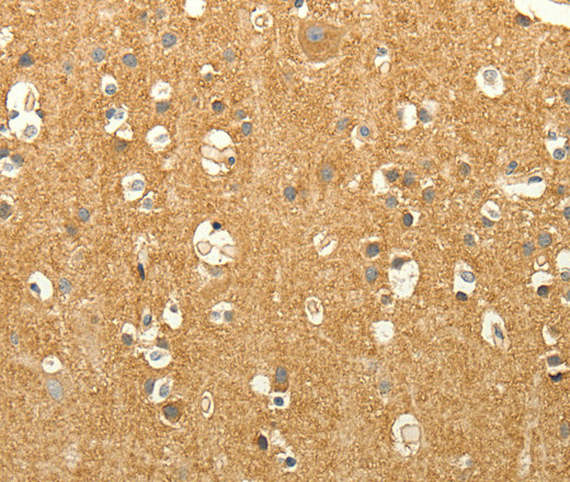 EDG7 Polyclonal Antibody (E-AB-16115)