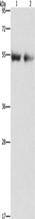 ANGPT4 Polyclonal Antibody (E-AB-16158)