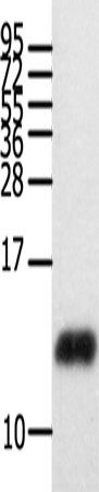 CCL28 Polyclonal Antibody (E-AB-10217)