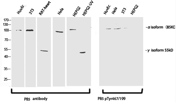 Phospho-PI 3 kinase p85 alpha /gamma (Tyr467/199) Polyclonal Antibody (E-AB-20966)