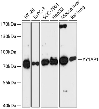 YY1AP1 Polyclonal Antibody (E-AB-64456)