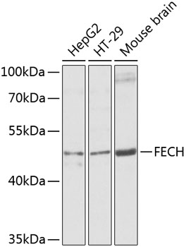 FECH Polyclonal Antibody (E-AB-62742)