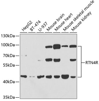 RTN4R Polyclonal Antibody (E-AB-67712)