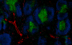 Alexa Fluor® 594 anti-mouse CD146 Antibody (134719)
