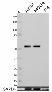 Purified anti-Lck Antibody (628301)