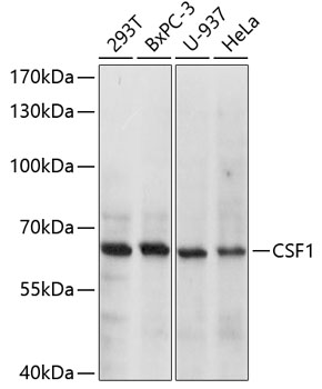 CSF1 Polyclonal Antibody (E-AB-65791)