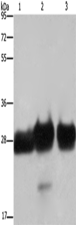 FHL1 Polyclonal Antibody (E-AB-15036)