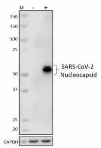 Purified anti-SARS-CoV-2 Nucleocapsid Antibody (946101)