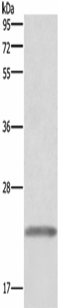 GH1 Polyclonal Antibody (E-AB-16454)