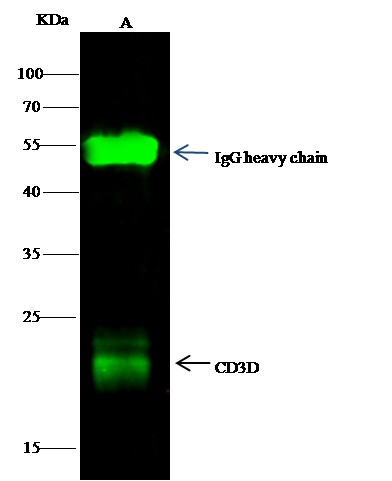 Recombinant CD3d/CD3 delta Monoclonal Antibody (AN300212P)
