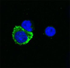 Biotin anti-human IL-1β Antibody (511703)