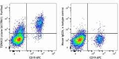 Purified anti-human TSPAN33 (BAAM) Antibody (395402)
