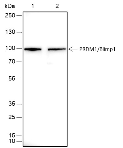 Recombinant PRDM1/Blimp1 Monoclonal Antibody (AN301746L)