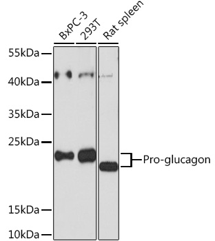 Pro-glucagon Polyclonal Antibody (E-AB-93117)